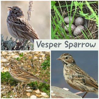 Vesper Sparrow